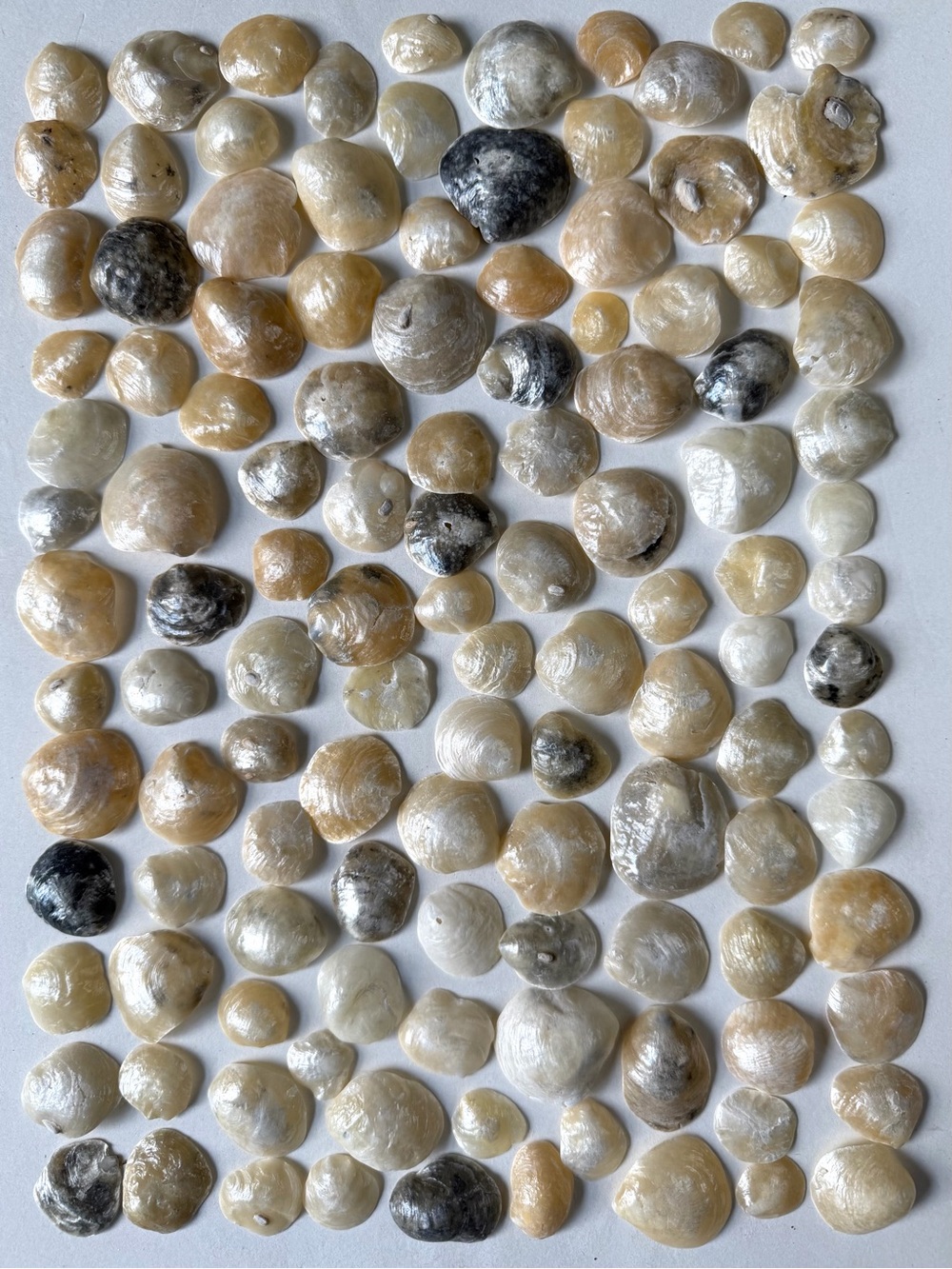 Seashells 100 Jingles Shiny Shells 3/4” to 1-1/2” Beach Arts Crafts Decor